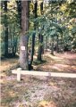 Forest Trails Between Chateauneuf and Bigeonnette Aug 1987